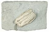 Fossil Crinoid (Sarocrinus) - Crawfordsville, Indiana #291753-1